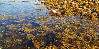 Jak walczyć z glonami w oczku wodnym?
