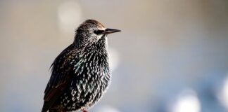 Jak widać przez lustro weneckie?