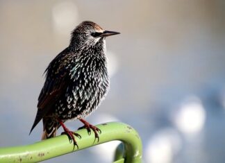 Jak widać przez lustro weneckie? Jak widać przez lustro weneckie?