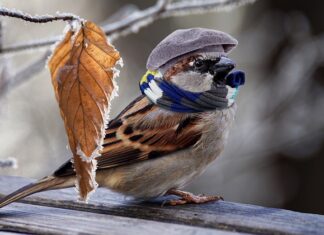 Jak szybko ogrzać przednią szybę?