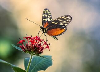 Jak działa antena? Jak działa antena?