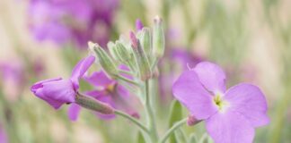 Ile kosztuje metr woalu?