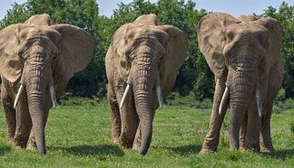 Jakie tabletki na oszukanie alkomatu?