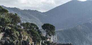 Ile kosztuje papa wierzchniego krycia?