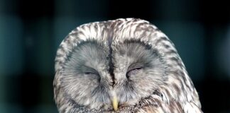 Jak działają Race?