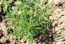 Co to jest HC w spalinach?