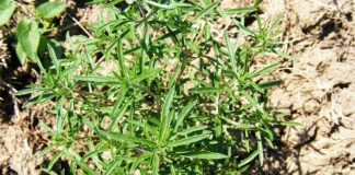 Co to jest HC w spalinach?