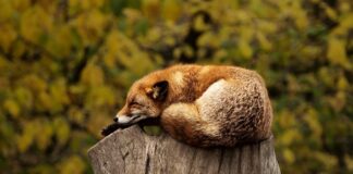 Jak zrobić czerwony dym?