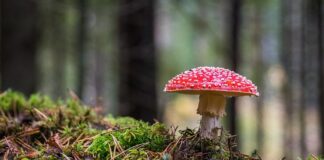 Co zrobić żeby nie wychodził grzyb na ścianie?