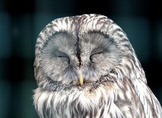 Z czego robi się race?