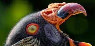 Czy membrana na dachu może przeciekać?