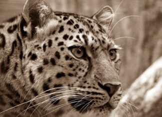 Czy Amur zjada glony nitkowate? Czy Amur zjada glony nitkowate?