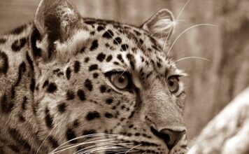 Czy Amur zjada glony nitkowate?