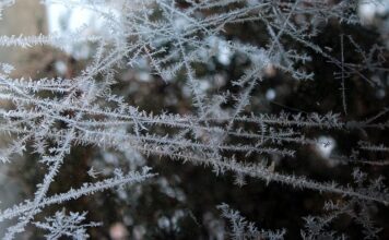W czym najlepiej mrozić chleb?