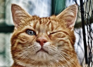 Jak szybko oczyścić oczko wodne? Jak szybko oczyścić oczko wodne?