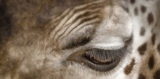 Czym usunąć plamy na szybie?