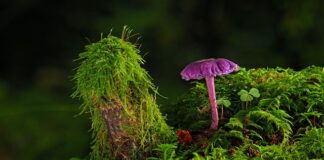 Czy na folię w płynie można kłaść farbę?