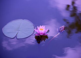 Po co się sypać wapno do stawu? Po co się sypać wapno do stawu?