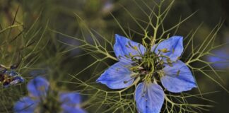 Jak pozbyć się zielonej wody w stawie?