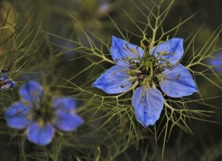 Jak pozbyć się zielonej wody w stawie?