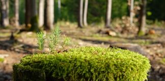 Jak zregenerować filtr zmiękczający?