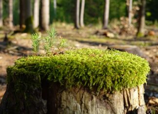 Jak zregenerować filtr zmiękczający?