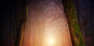 Jak tanio zrobić tunel foliowy?