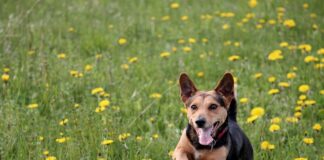 Czy wylewka wzmacnia strop?