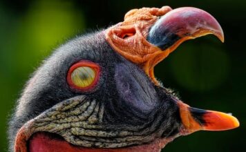 Czy na membranie może leżeć śnieg?