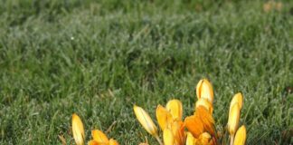 Co zrobić żeby nie zamarzło oczko wodne?