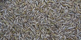 Kto produkuje silniki do Suzuki?