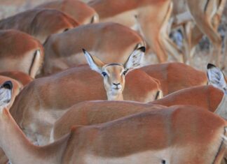 Ile kosztuje wymiana wahacza u mechanika? Ile kosztuje wymiana wahacza u mechanika?